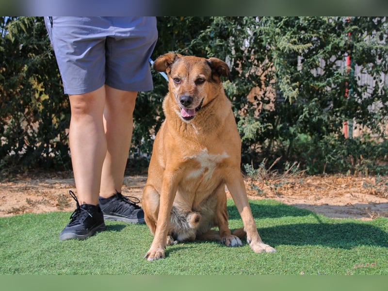 Rogerio, Labrador-Mix, lieb und verträglich