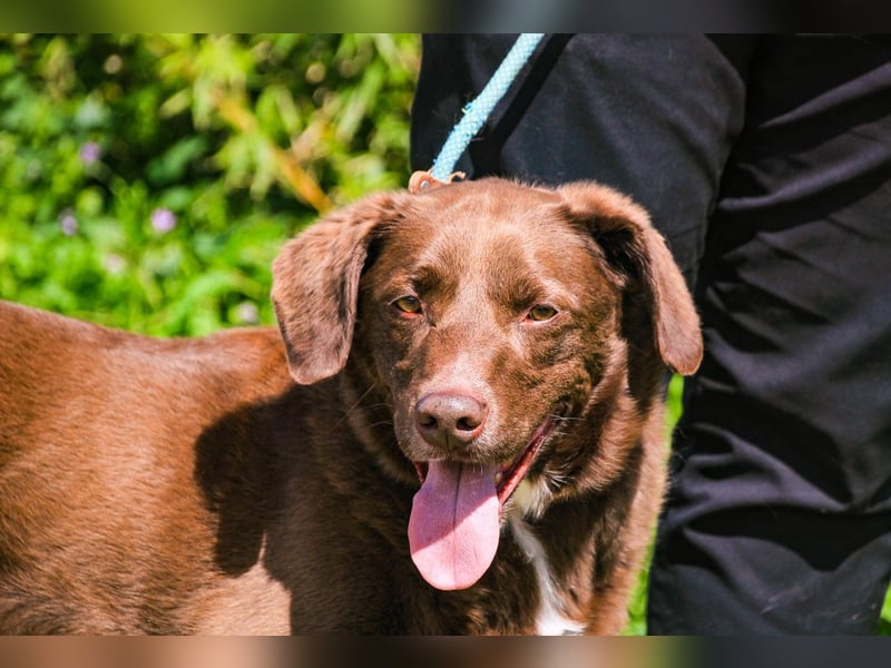 Gaspar, Labrador-Mix, lieb und verträglich