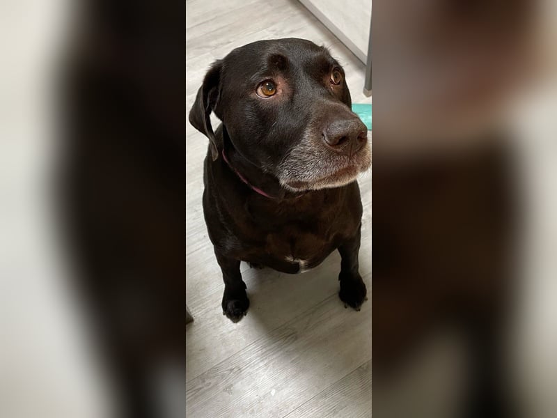 Hallo, ich bin Baloo!