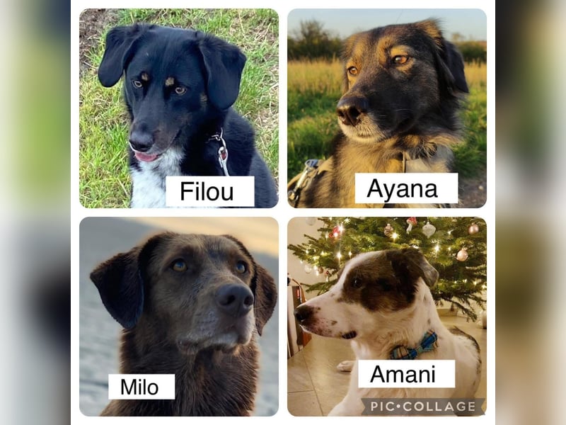 Milo sucht seine Familie