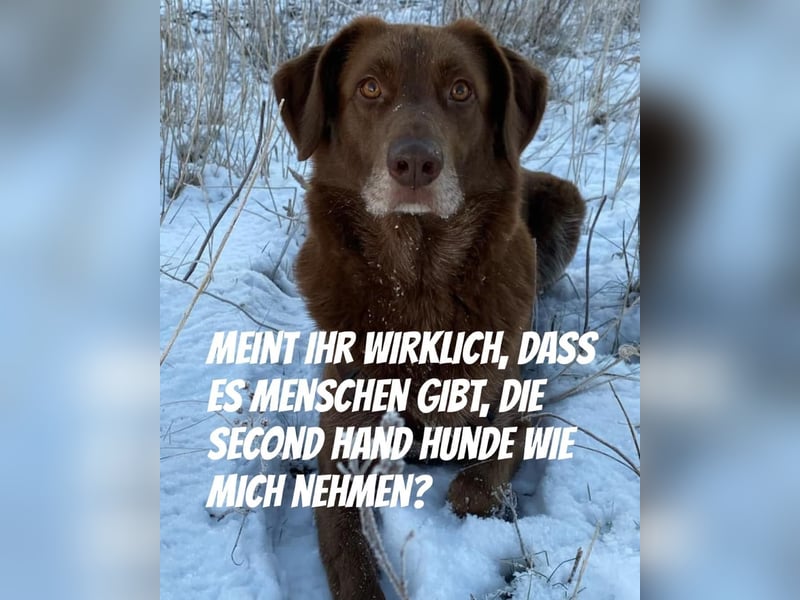 Milo sucht seine Familie