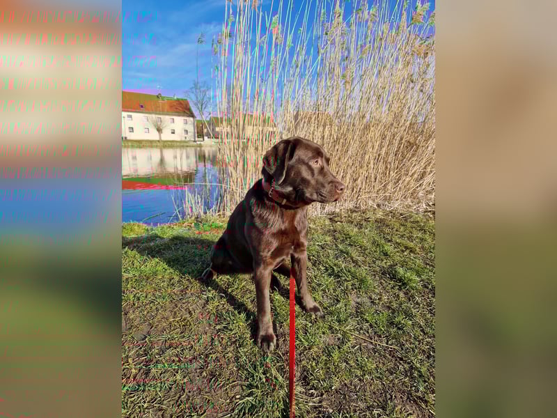 Labrador Retriever (braun) Deckrüde gesucht
