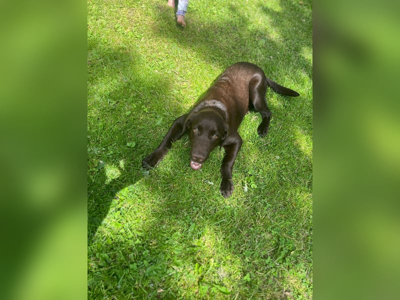 Labrador