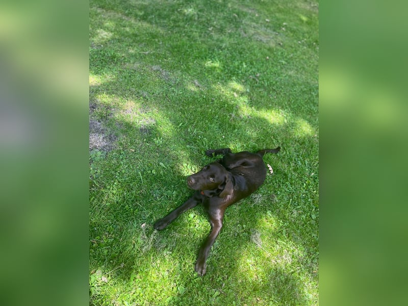 Labrador