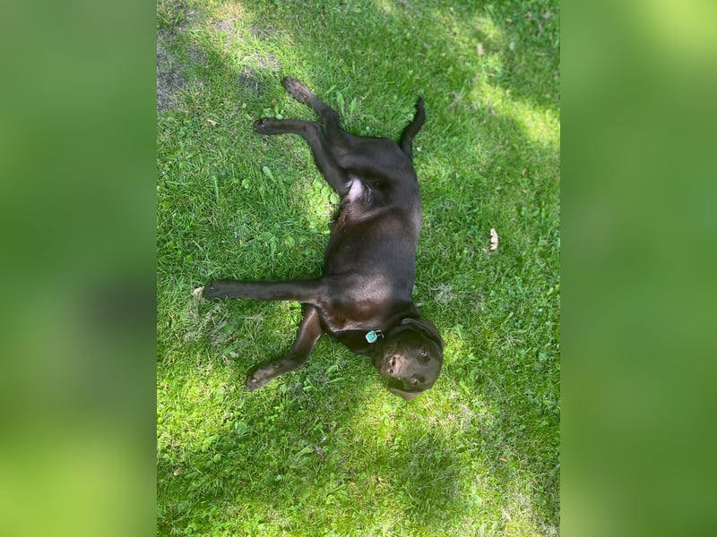Labrador