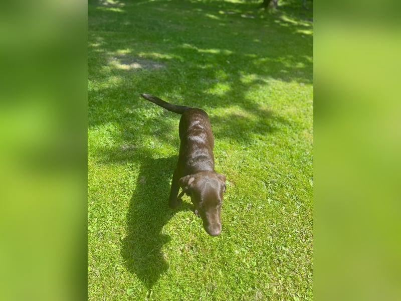 Labrador
