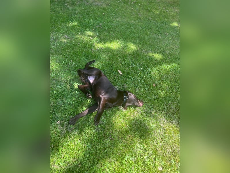 Labrador