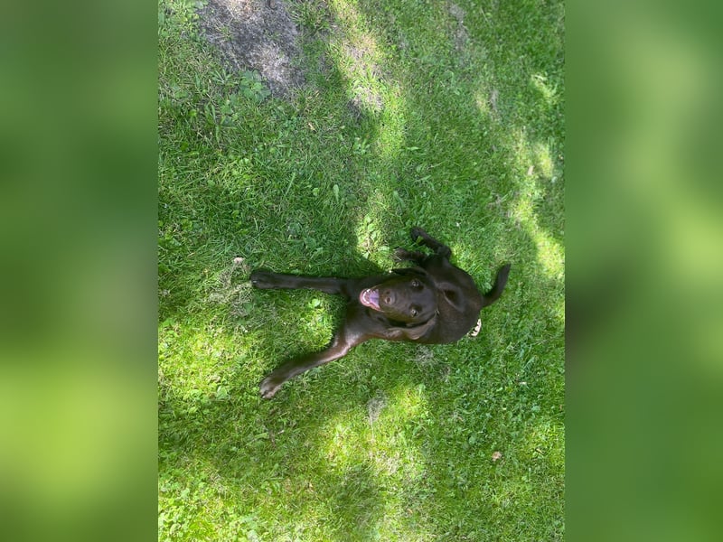 Labrador