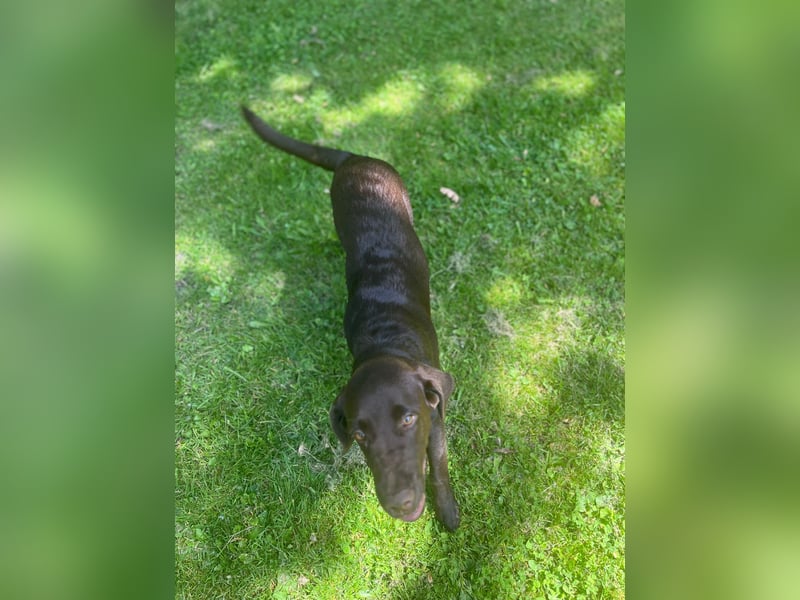 Labrador