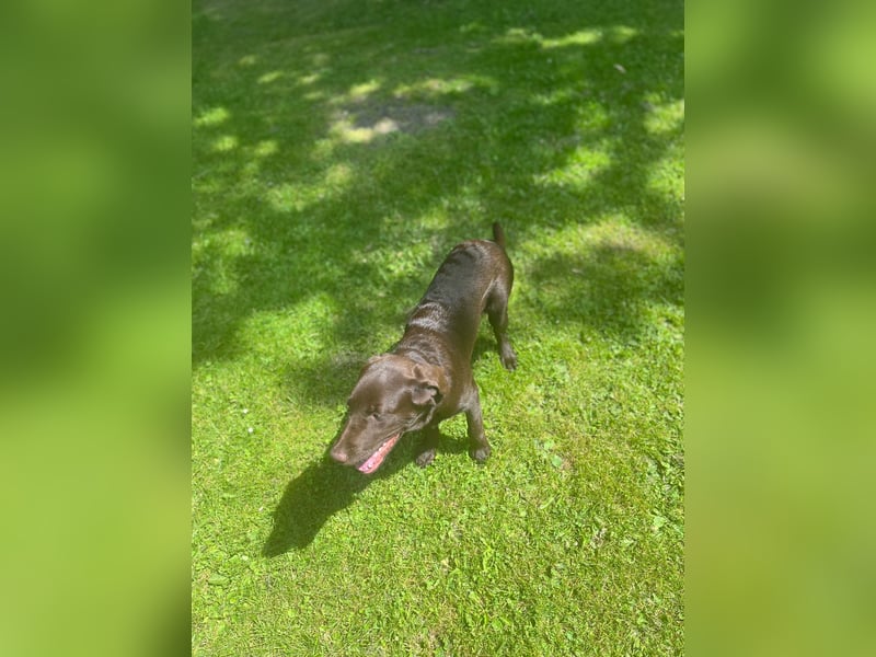 Labrador
