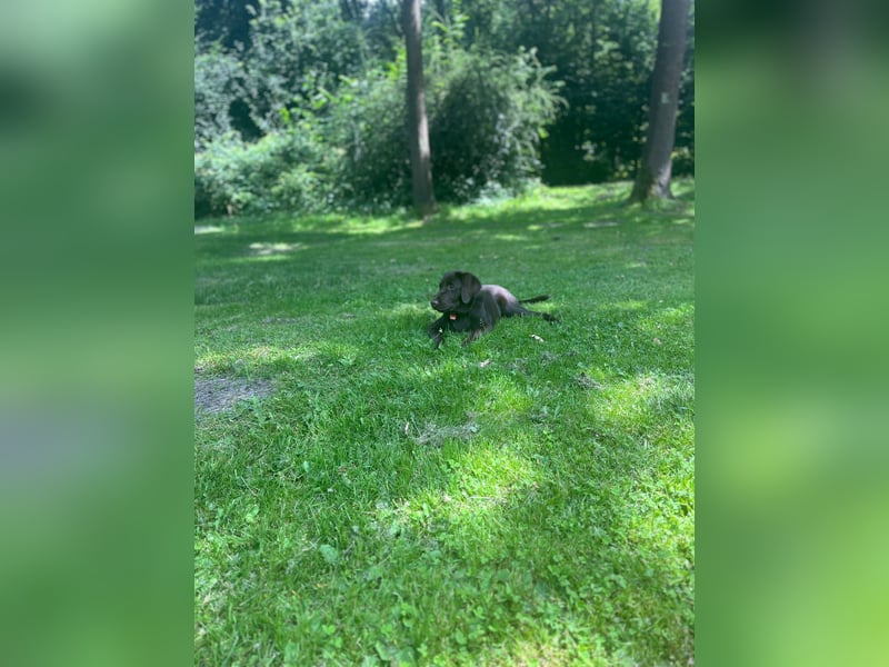 Labrador