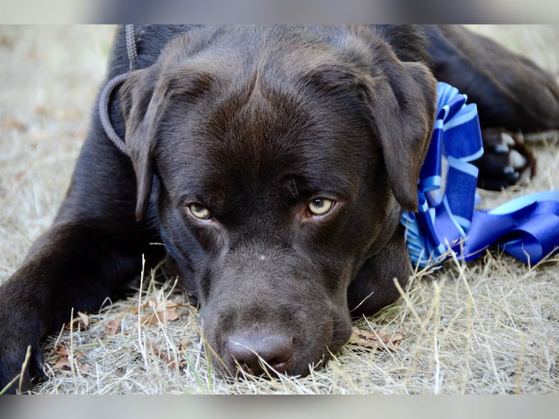 Labrador Deckrüde (reinerbig braun) mit Ahnentafel und ZZL