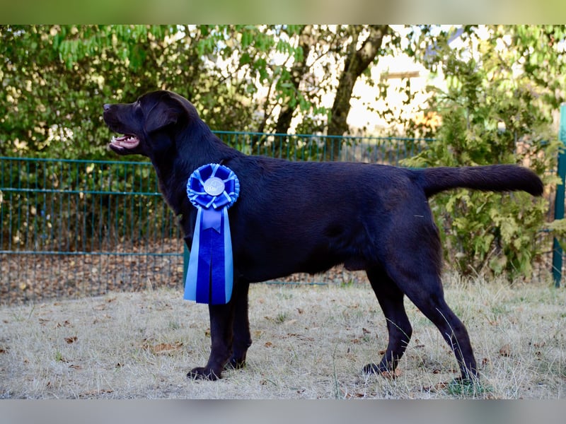 Labrador Deckrüde (reinerbig braun) mit Ahnentafel und ZZL