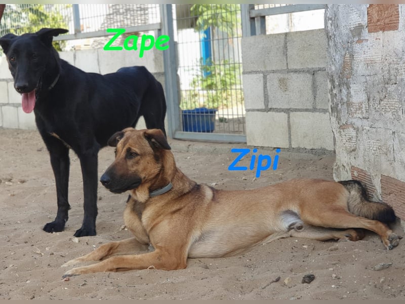 Zipi 09/2021 (ESP) - verspielter und intelligenter Labrador Mix liebt das Wasser!