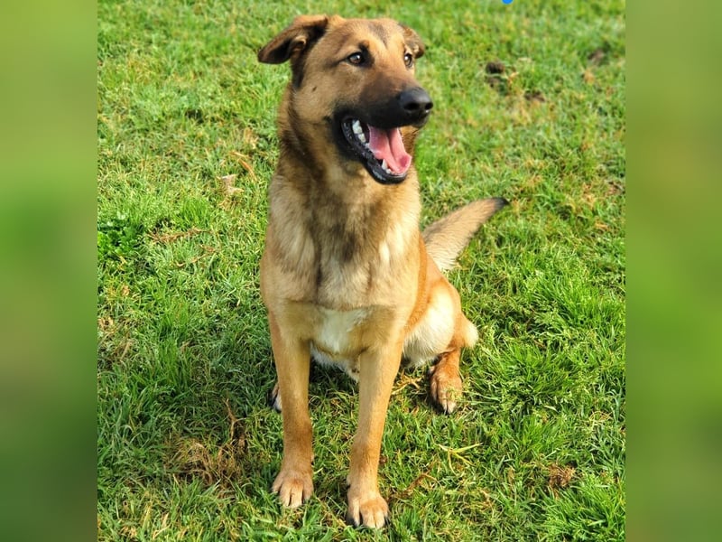 Zipi geb. 09/2021 (ESP) - verspielter und intelligenter Labrador Mix liebt das Wasser!