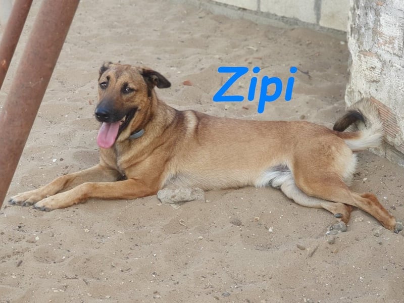 Zipi 09/2021 (ESP) - verspielter und intelligenter Labrador Mix liebt das Wasser!