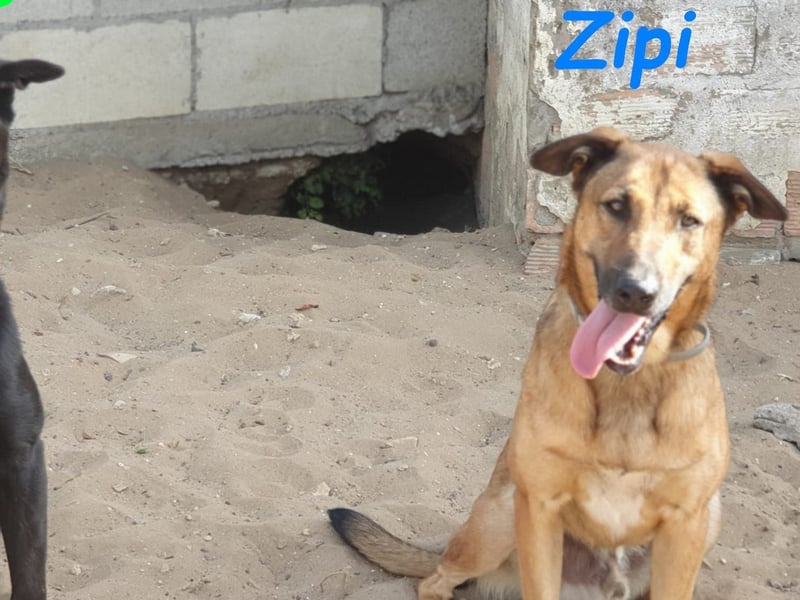 Zipi 09/2021 (ESP) - verspielter und intelligenter Labrador Mix liebt das Wasser!