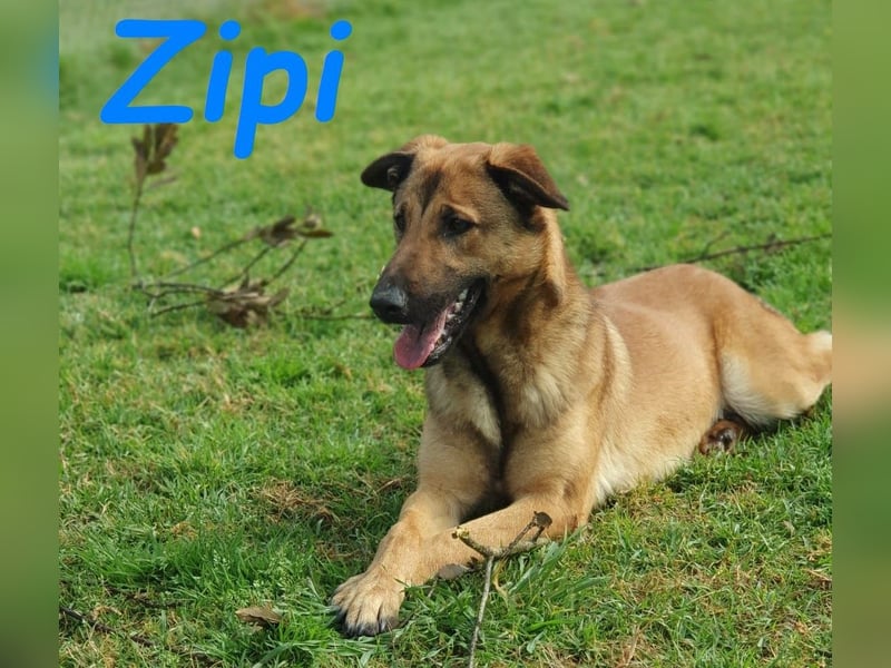 Zipi 09/2021 (ESP) - verspielter und intelligenter Labrador Mix liebt das Wasser!