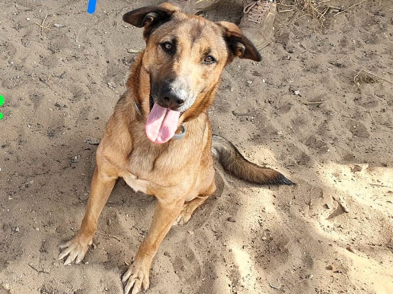 Zipi geb. 09/2021 (ESP) - verspielter und intelligenter Labrador Mix liebt das Wasser!