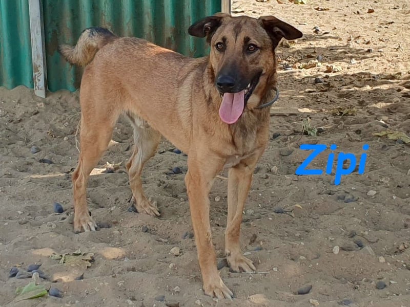 Zipi geb. 09/2021 (ESP) - verspielter und intelligenter Labrador Mix liebt das Wasser!