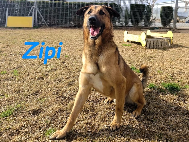 Zipi 09/2021 (ESP) - verspielter und intelligenter Labrador Mix liebt das Wasser!