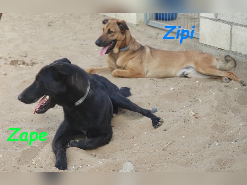 Zipi 09/2021 (ESP) - verspielter und intelligenter Labrador Mix liebt das Wasser!