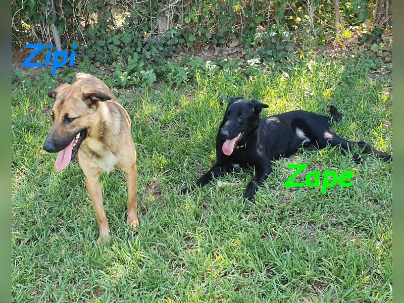 Zipi 09/2021 (ESP) - verspielter und intelligenter Labrador Mix liebt das Wasser!