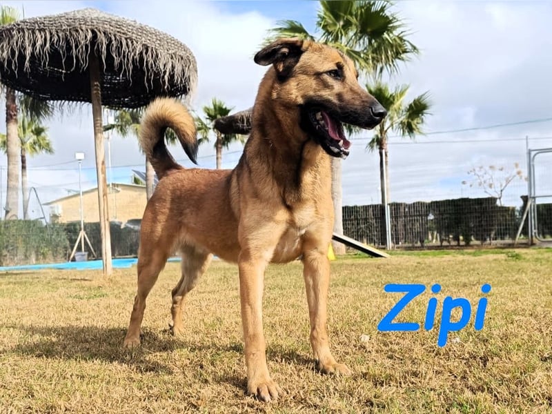 Zipi 09/2021 (ESP) - verspielter und intelligenter Labrador Mix liebt das Wasser!