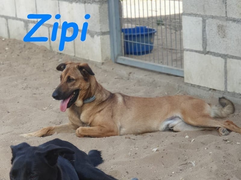 Zipi 09/2021 (ESP) - verspielter und intelligenter Labrador Mix liebt das Wasser!