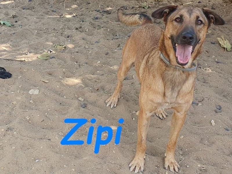 Zipi 09/2021 (ESP) - verspielter und intelligenter Labrador Mix liebt das Wasser!