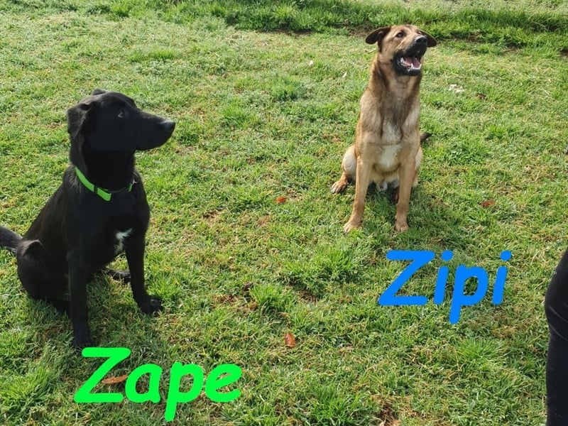 Zipi 09/2021 (ESP) - verspielter und intelligenter Labrador Mix liebt das Wasser!
