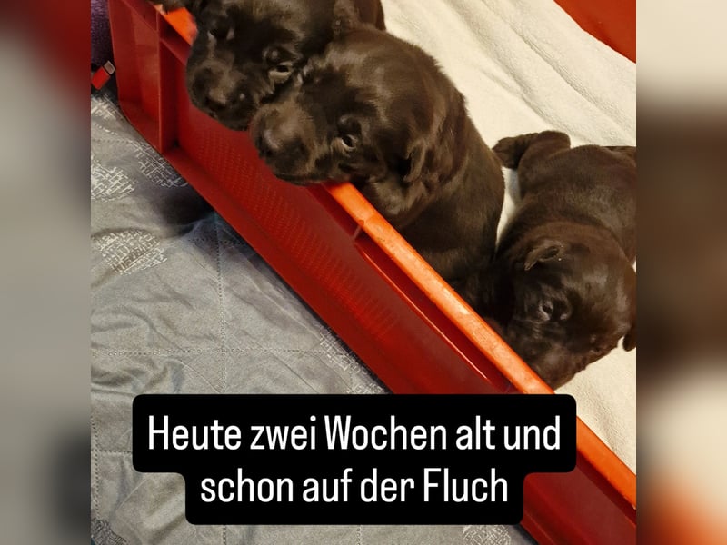 Labrador Showline Braun