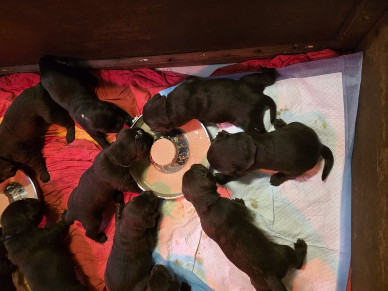 Labrador Showline Braun
