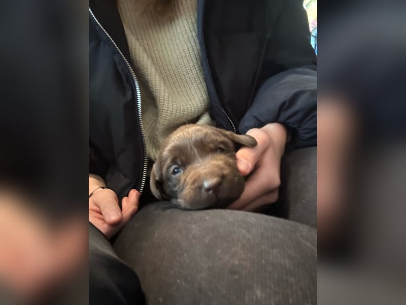 Labrador Showline Braun