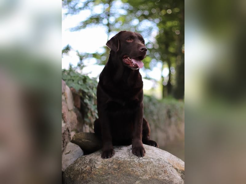 Labrador
