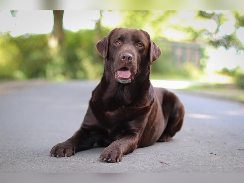 Labrador