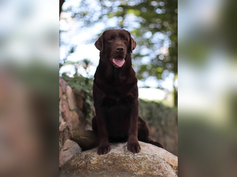 Labrador