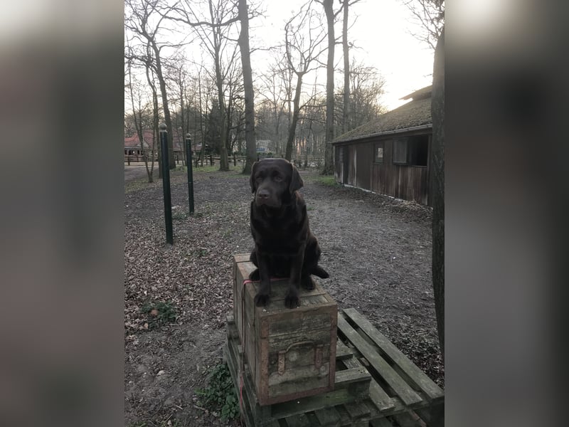 Labrador