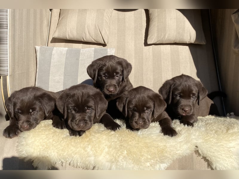 Labrador