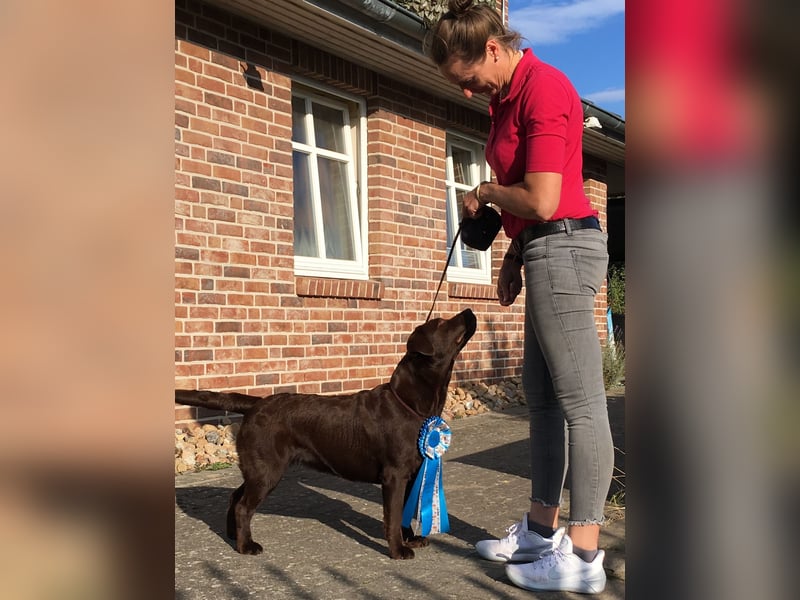 Labrador