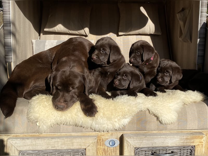 Labrador