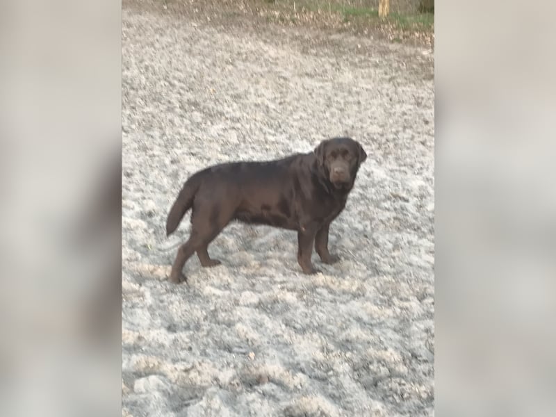 Labrador