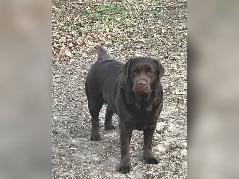 Labrador