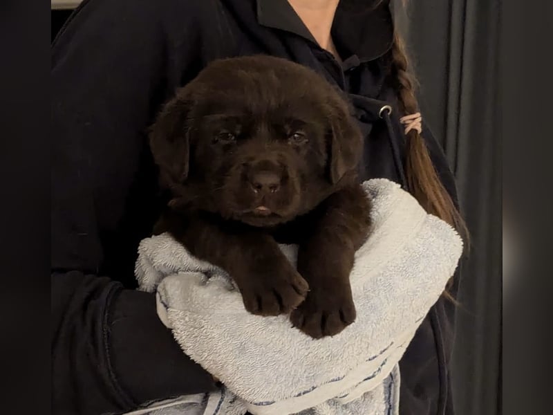 Labrador