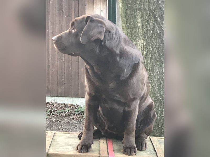Labrador