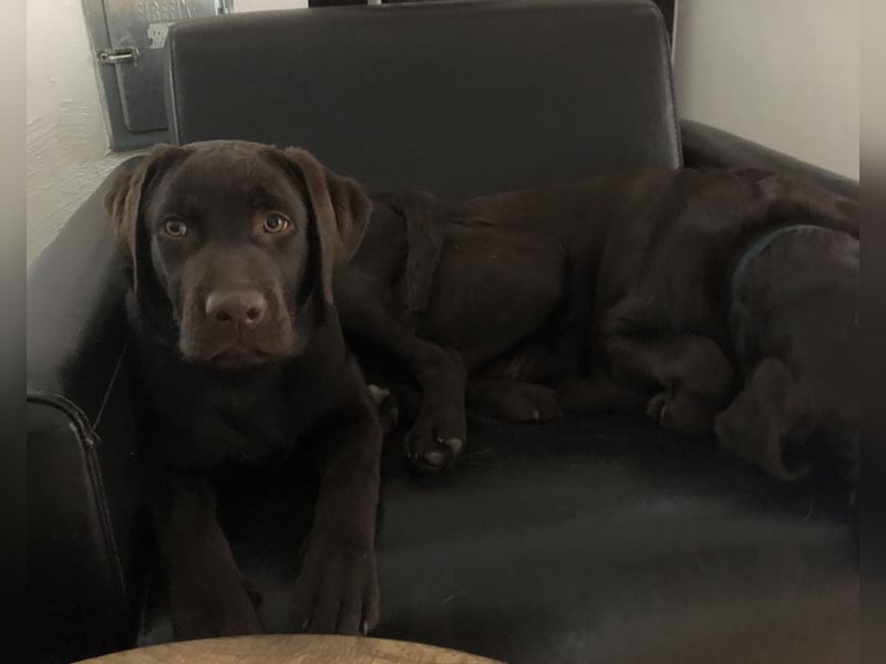 Labrador Junghund