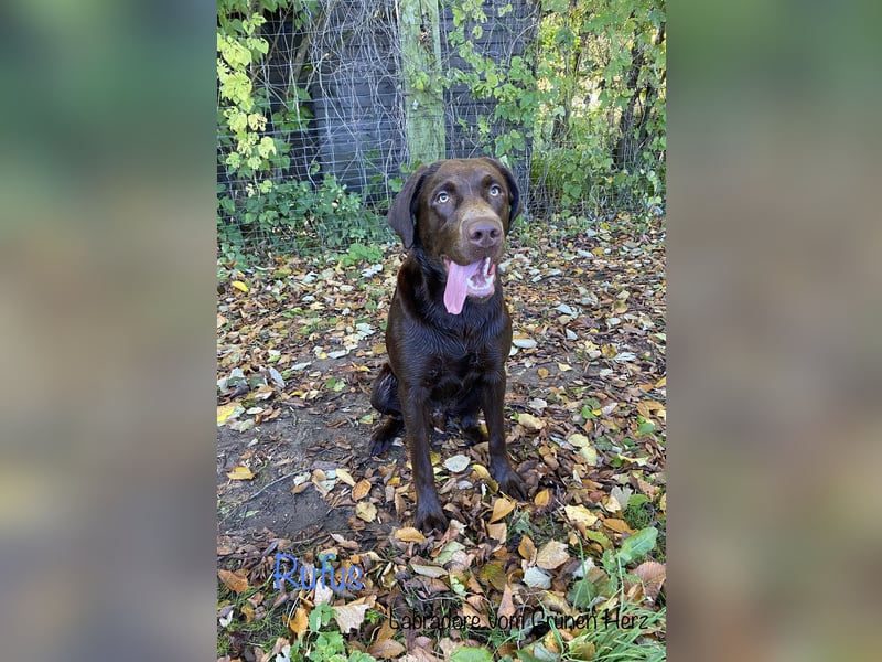 Labrador Welpen aus genehmigter Zucht mit Herz