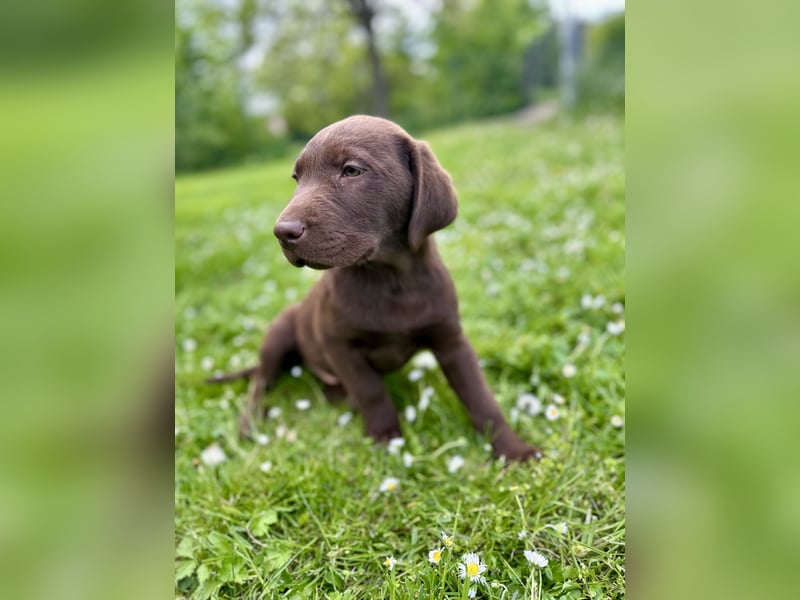 Labrador Welpen aus genehmigter Zucht mit Herz