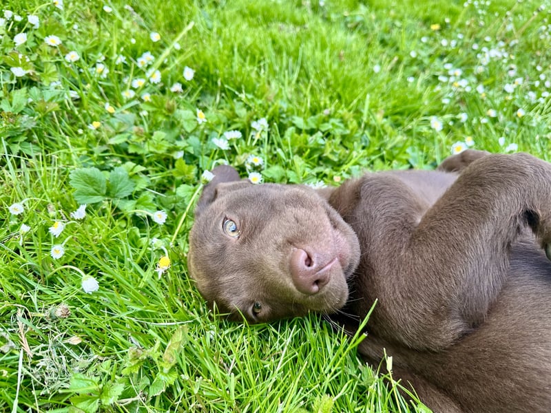 Labrador Welpen aus genehmigter Zucht mit Herz