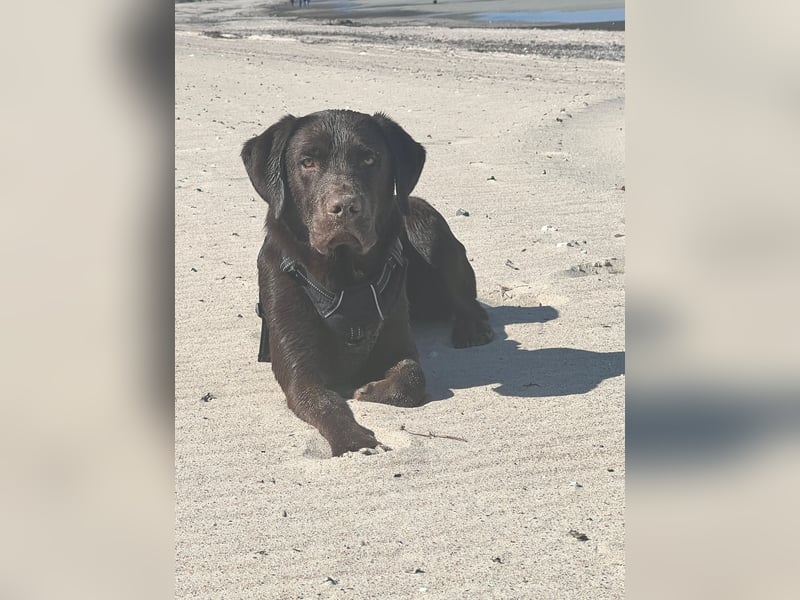 Labrador Welpen aus genehmigter Zucht mit Herz